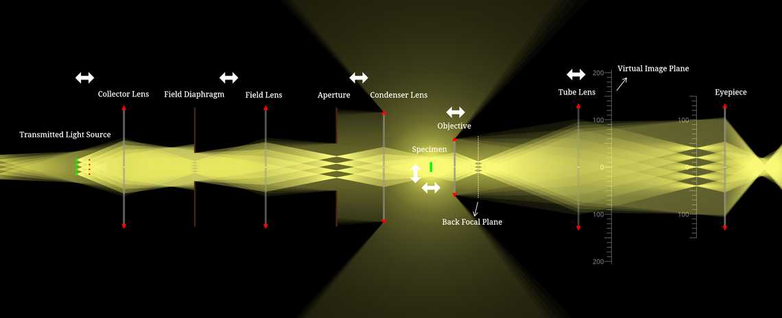 Transmission Light Microscope